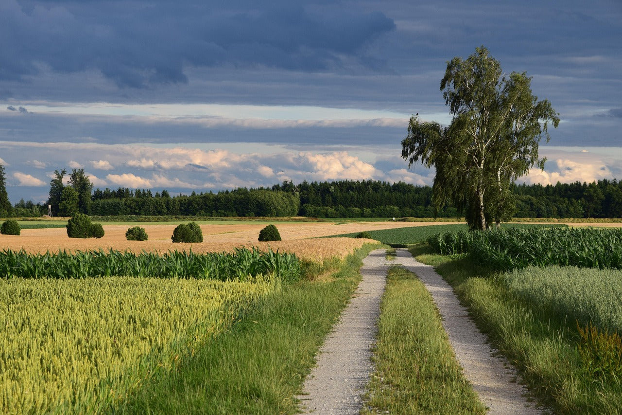 Geo-Daten aus iBALIS herunterladen